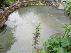 <p>Ihan Batak merupakan salah satu ikan yang dianggap istimewa di Tanah Batak, tidak setiap saat kita bisa menemukan ihan batak di berbagai lokasi. Keberadaannya kini sangat langka, ihan hanya dikonsumsi pada acara maupun upacara tertentu. Dulu ihan hanya dikonsumsi oleh Para Raja, namun saat ini ihan sudah dikonsumsi oleh siapa saja. Penasaran ingin melihat penangkaran ihan batak ? Yuk berkunjung ke Desa Marbun Tonga Marbun Dolok &ndash; Kecamatan Baktiraja, Kabupaten Humbahas. Penangkaran ihan batak ini dikelola secara mandiri oleh Swarno Marbun.</p>
